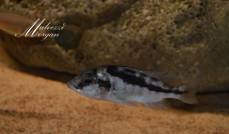 Mylochromis mola
